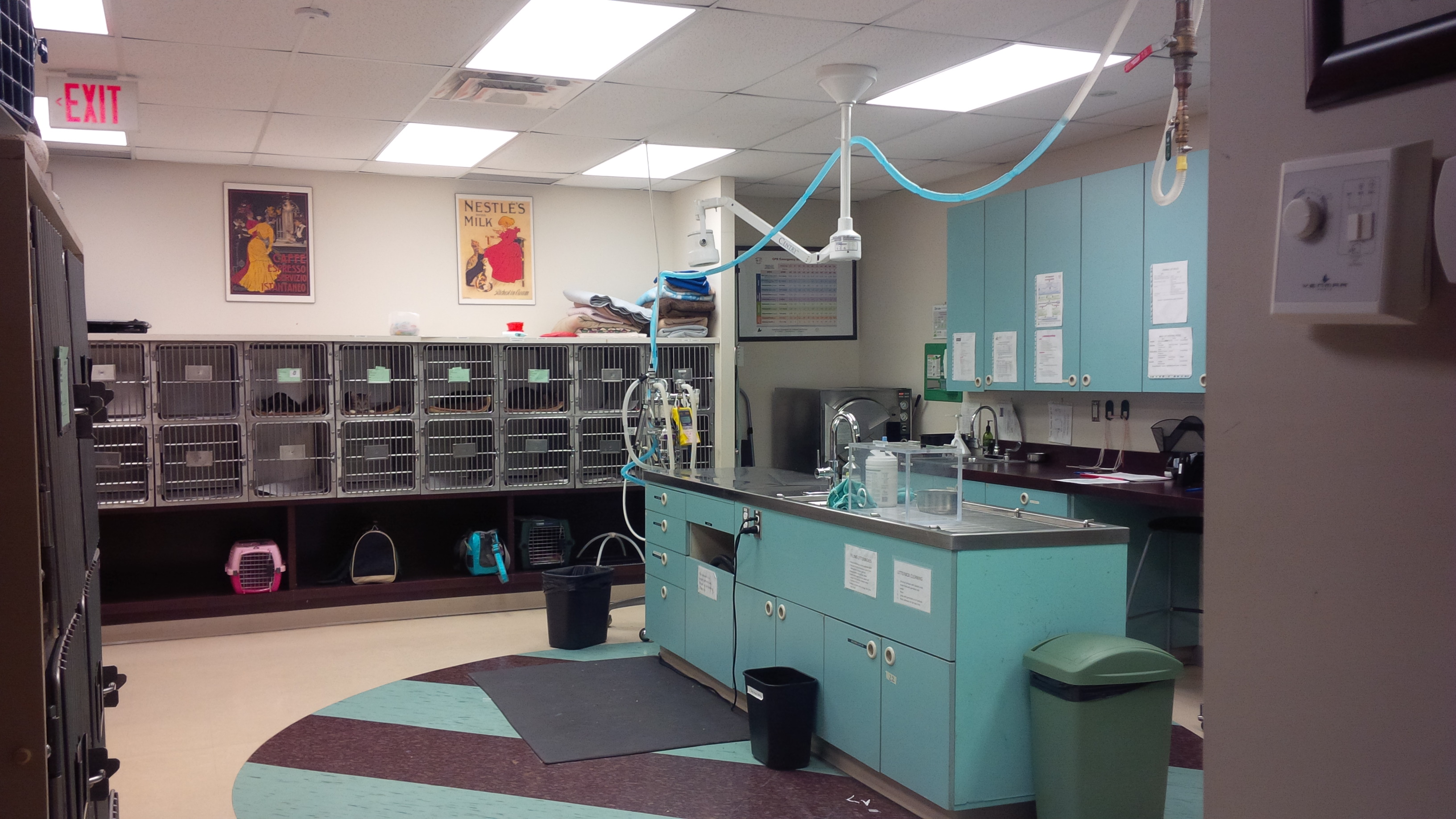 Interior view of the kennel area that houses animals before getting spayed or neutered.